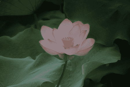 荷花开到什么时候凋谢