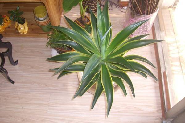 龙舌兰的四季管理(龙舌兰夏季养护)