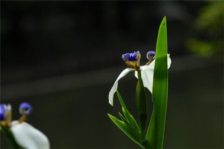 巴西鸢尾的养殖方法和注意事项视频