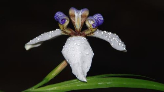 巴西鸢尾的养殖方法和注意事项(巴西鸢尾的养殖方法和注意事项视频)