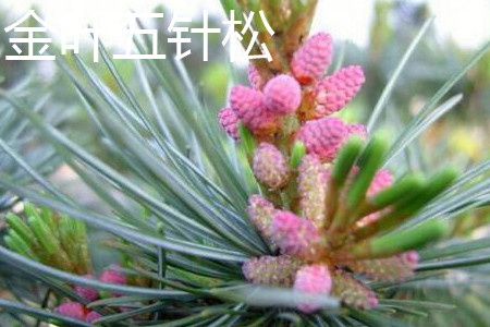 大阪松和五针松的价值哪种高