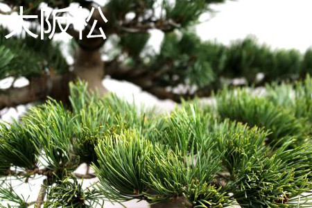 大阪松和五针松的价值哪种高