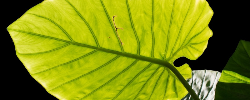 龟背竹叶子小怎么回事怎么解决(龟背竹叶子往下耷拉是怎么回事)