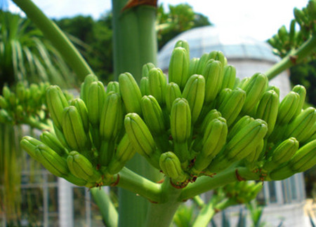 龙舌兰夏季养护