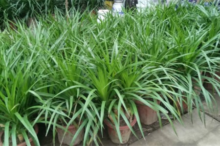 龙须树叶子发黄干枯怎么办(龙须树叶子枯了怎么办)