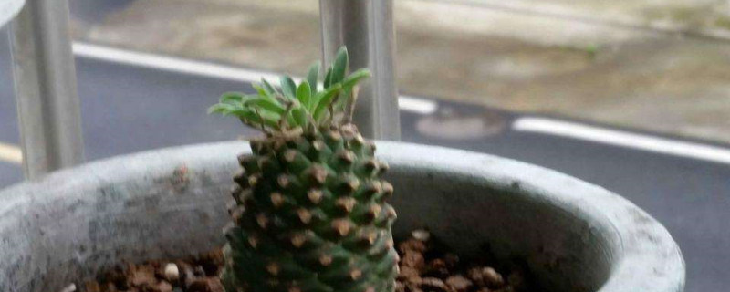 铁甲球繁殖方法(铁甲球繁殖方法有哪些)