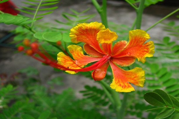 金凤花盆栽怎么养护(金凤花!)