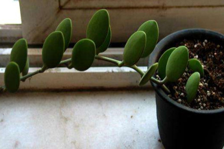 碧雷鼓叶子可以繁殖吗