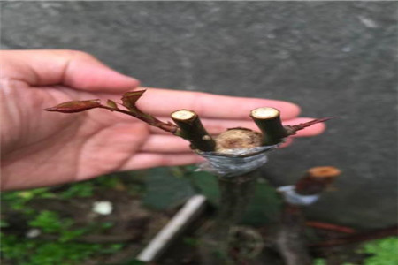 山木香什么时候嫁接月季最好