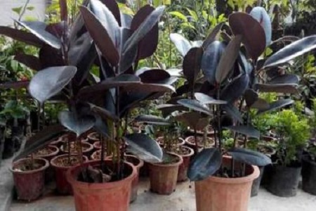 橡皮树放在什么位置好