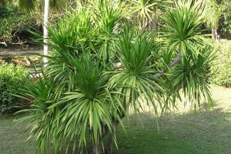 龙须树叶子枯了怎么办