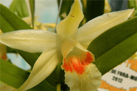 黑毛石斛的养殖方法及注意事项图片