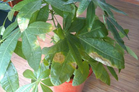 发财树下面叶子干枯怎么办