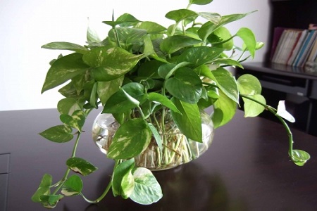 养绿萝水里加什么长的好