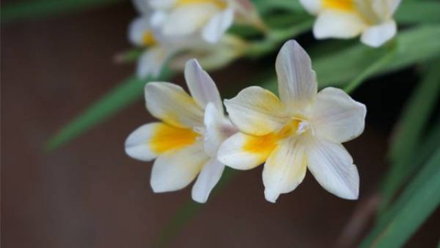 香雪兰夏天怎么办(香雪兰适宜温度)