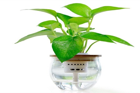 养绿萝水里加什么长的好