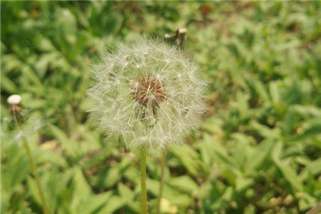 蒲公英有什么用途功效