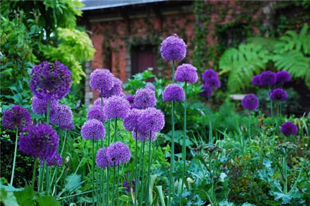 大花葱种植时间和方法