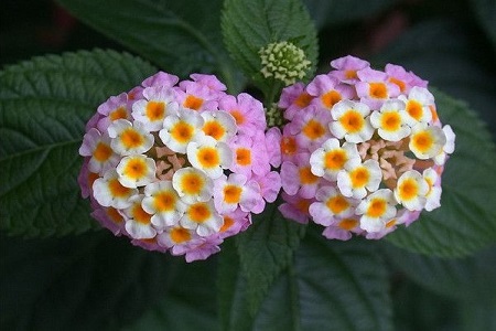 五色梅的花期有多长