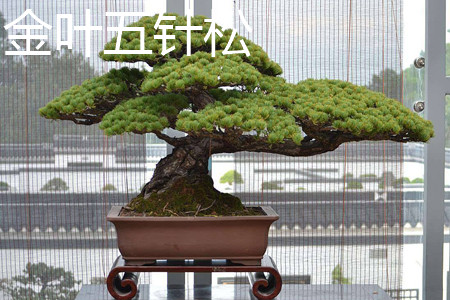 大阪松和五针松的价值哪种高