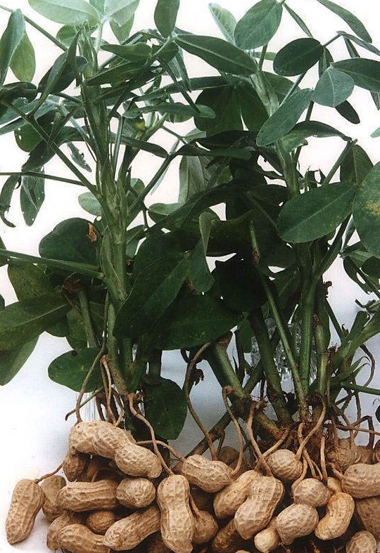 芋头可以在水里生长吗?