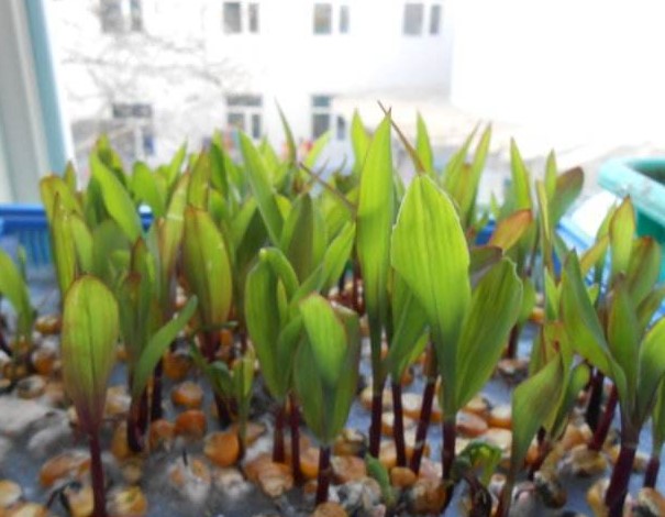 芋头可以在水里生长吗?