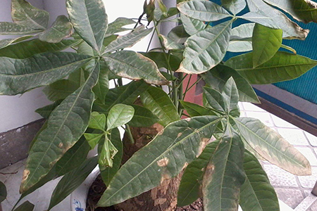 发财树下面叶子干枯怎么办