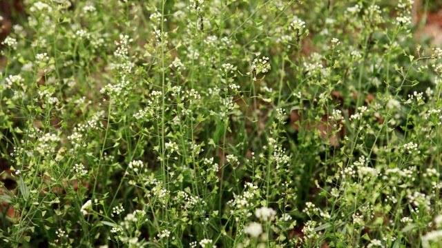 荠菜花的功效与作用(荠菜花的功效与作用是什么)