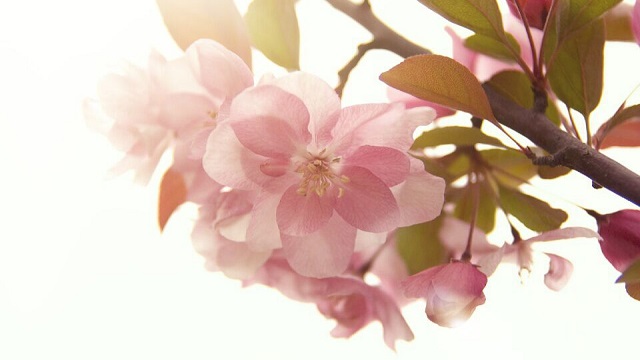 海棠花为什么叫断肠花(海棠花为什么叫断肠花呢)