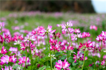 紫云英有毒无毒的区别图