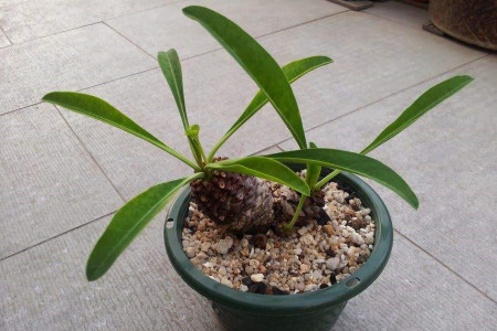 铁甲球繁殖方法有哪些