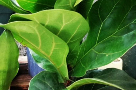 琴叶榕叶子下垂了有什么办法