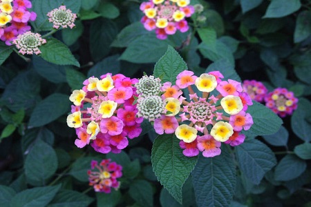 五色梅的花期有多长