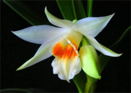 黑毛石斛的养殖方法及注意事项图片