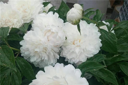 芍药苗多少钱一克