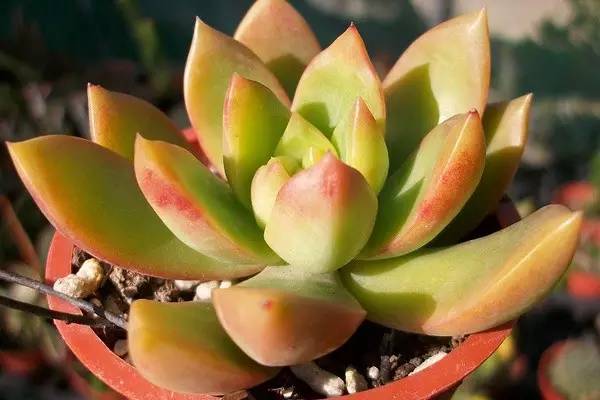 黄丽病虫害及防治方法(黄丽怎么养得又大又肥)