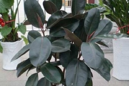 橡皮树放在什么位置好