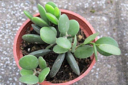 碧雷鼓叶子可以繁殖吗