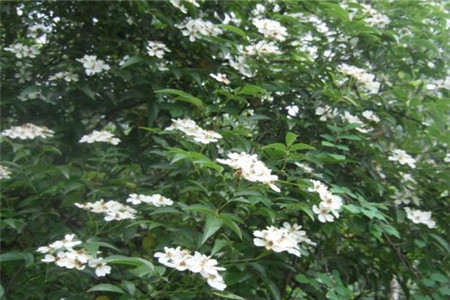 山木香什么时候嫁接月季最好