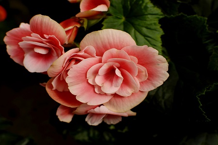 海棠花为什么叫断肠花呢