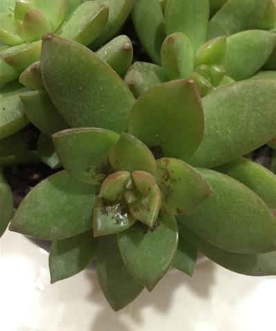 黄丽怎么养得又大又肥