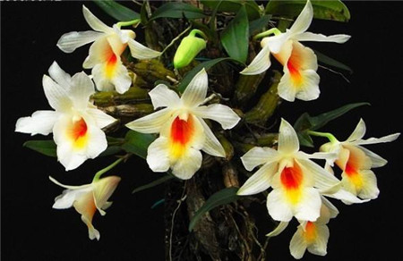 黑毛石斛的养殖方法及注意事项图片