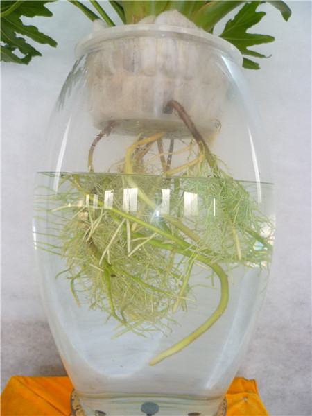 水培春羽的根怎么修剪