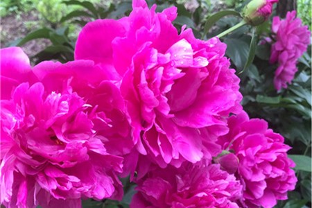 芍药有毒吗可以放室内吗