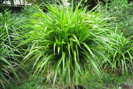 龙须树叶子枯了怎么办