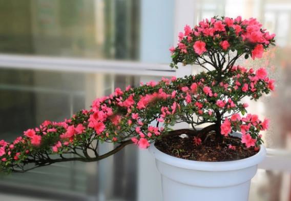 杜鹃花谢了需要剪掉吗