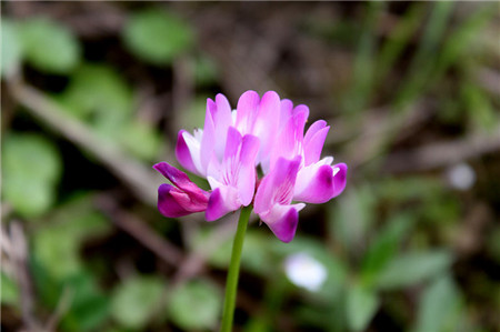 紫云英有毒无毒的区别图