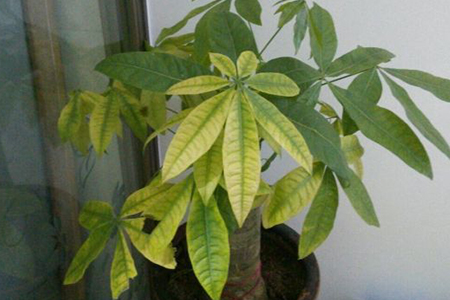 发财树下面叶子干枯怎么办