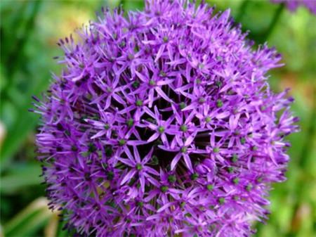 大花葱种植时间和方法