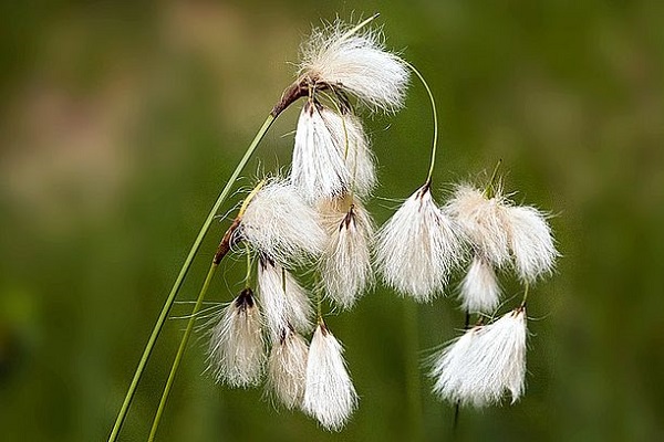 羊胡子草的功效与作用(羊胡子草图片)